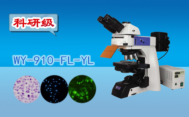 荧光免费看片软件下载不适合观察活细胞，对吗？